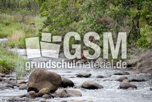 Tschakma Pavian (43 von 48).jpg